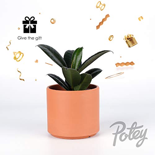 POTEY Terracotta Planter with Drainage Hole and Saucer - 6 Inch 5 Inch 4 Inch Indoor Cylindrical Plants Flower Containers Unglazed Clay Pots - Set of 3, 222231