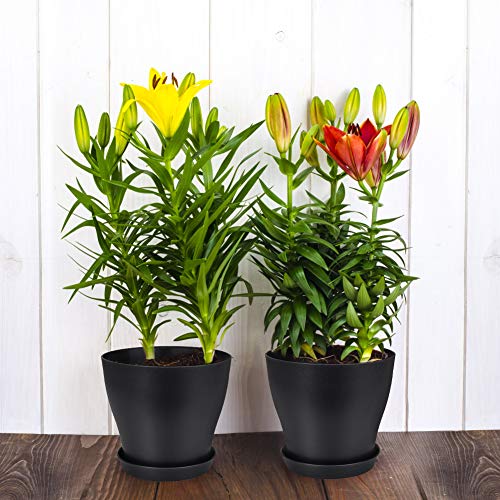 homenote Plant Pots, Set of 15 Plastic Planters with Multiple Drainage Holes and Tray 6 inch Indoor Plant Pot for All Home Garden Flowers Succulents (Black)