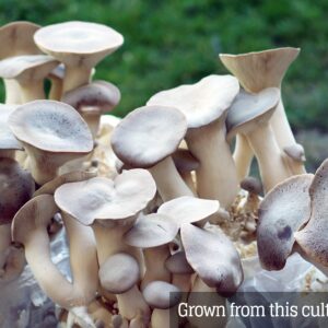 Mushroom Liquid Culture - King Oyster (Pleurotus eryngii)