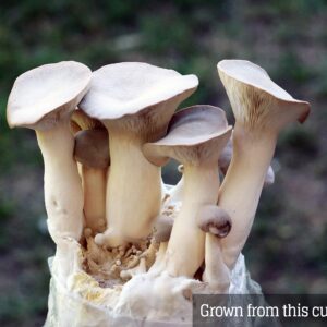 Mushroom Liquid Culture - King Oyster (Pleurotus eryngii)