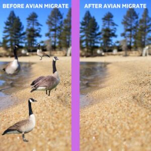 Avian Migrate Goose Deterrent, Bird Repellent Concentrate, Geese Repellent, Non-Toxic, Made in The USA, Removes Geese from Beaches, Yards, Ponds, Parks and Ground (One Gallon)