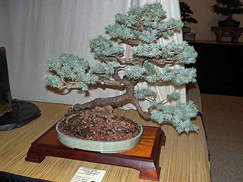 Blue Spruce Bonsai Tree Seeds for Planting | 20 Seeds | Popular Coniferous Tree for Bonsai