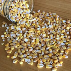 Homestead Harvest Ernst Grain Whole Corn – Perfect Feed for Deer, Squirrels, Chickens, Ducks, Rabbits, Geese, and More! (50 lb)