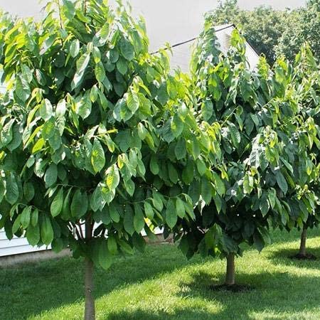 Paw paw Tree Seeds for Planting | 6 Seeds | Edible Fruit Tree, Made in USA. Ships from Iowa. Fun and Easy to Grow Your Own Food, Exotic Pawpaw Tree Seeds