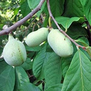Paw paw Tree Seeds for Planting | 6 Seeds | Edible Fruit Tree, Made in USA. Ships from Iowa. Fun and Easy to Grow Your Own Food, Exotic Pawpaw Tree Seeds