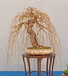rare golden curls willow tree cutting - live tree plant - excellent bonsai specimen - one golden dragon claw tree cutting - curly willow