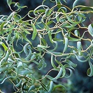 Rare Golden Curls Willow Tree Cutting - Live Tree Plant - Excellent Bonsai Specimen - One Golden Dragon Claw Tree Cutting - Curly Willow