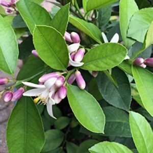 Meyer Lemon Tree 6" To 10" Live Plant