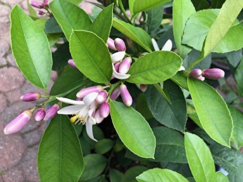 Meyer Lemon Tree 6" To 10" Live Plant