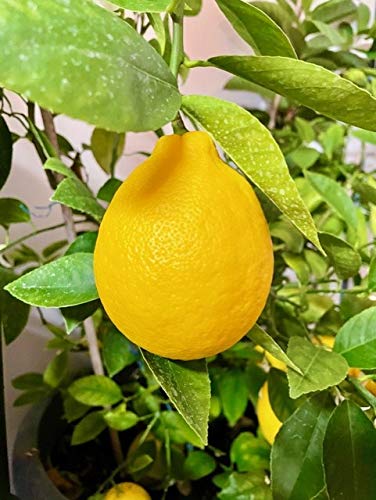 Meyer Lemon Tree 6" To 10" Live Plant