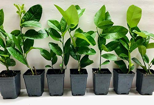 Meyer Lemon Tree 6" To 10" Live Plant