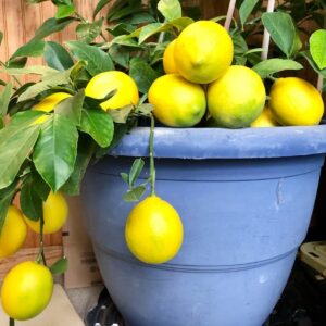 Meyer Lemon Tree 6" To 10" Live Plant