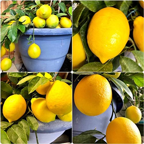 Meyer Lemon Tree 6" To 10" Live Plant