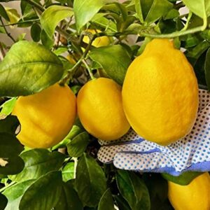 Meyer Lemon Tree 6" To 10" Live Plant