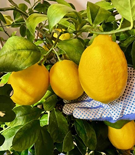 Meyer Lemon Tree 6" To 10" Live Plant