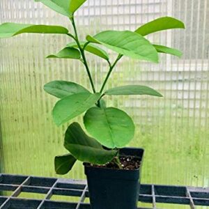 Meyer Lemon Tree 6" To 10" Live Plant