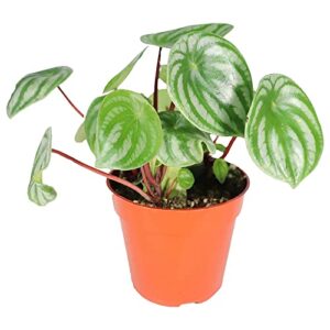 california tropicals watermelon peperomia plant - 4'' unique mini houseplant - easy live potted plant for small indoor spaces, air purifying - tiny garden gem, tropical office decor