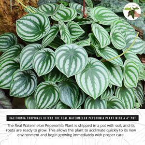 California Tropicals Watermelon Peperomia Plant - 4'' Unique Mini Houseplant - Easy Live Potted Plant for Small Indoor Spaces, Air Purifying - Tiny Garden Gem, Tropical Office Decor