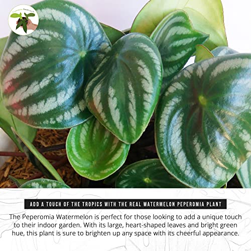 California Tropicals Watermelon Peperomia Plant - 4'' Unique Mini Houseplant - Easy Live Potted Plant for Small Indoor Spaces, Air Purifying - Tiny Garden Gem, Tropical Office Decor