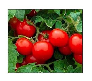 250 cherry tomato seeds large | non-gmo | fresh garden seeds