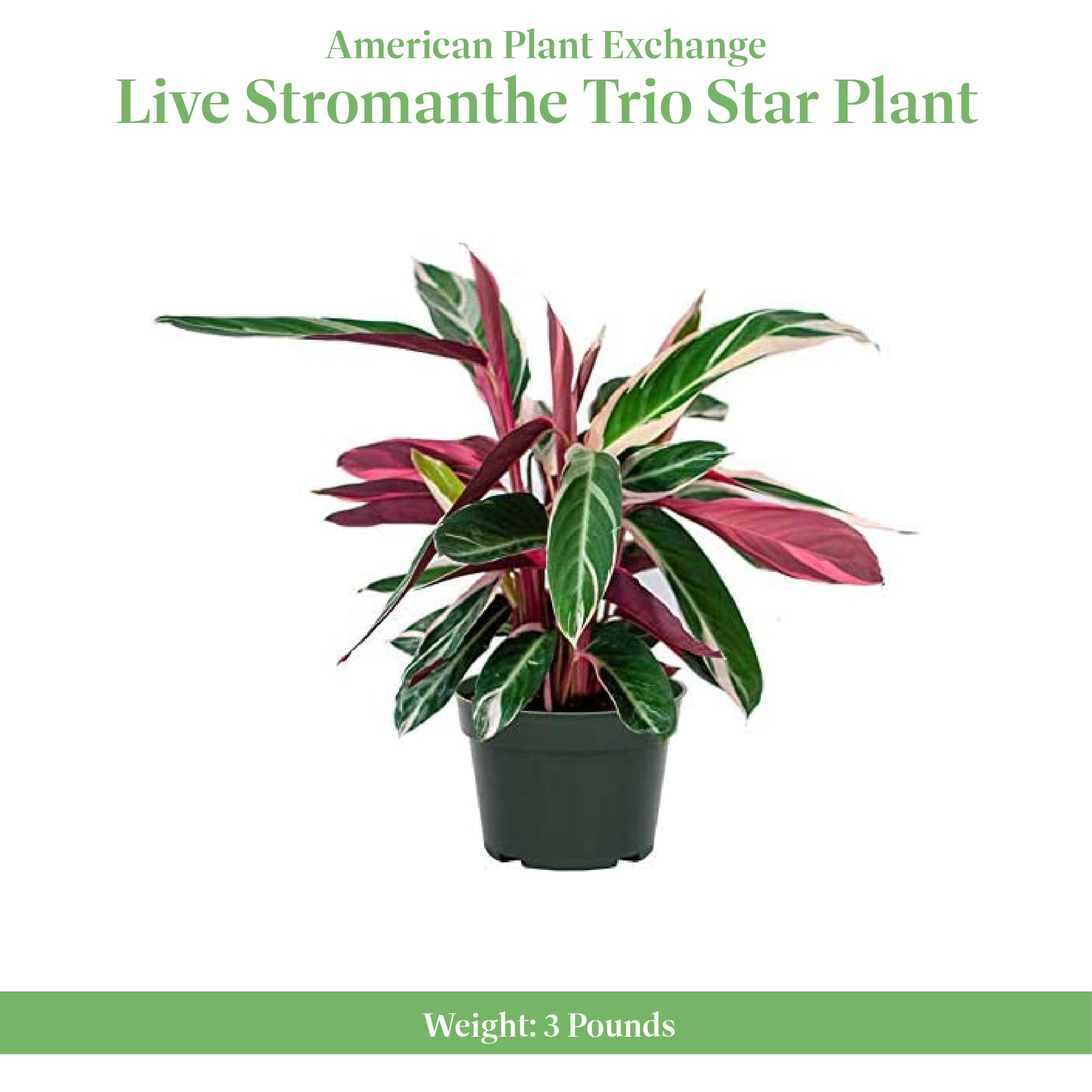 American Plant Exchange Live Stromanthe Trio Star Plant, Prayer Plant, Plant Pot for Home and Garden Decor, 6" Pot