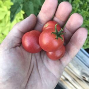 Rosy Finch Micro Dwarf Japanese Bonsai Tomato Premium Seed Packet