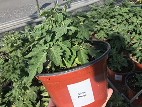 Rosy Finch Micro Dwarf Japanese Bonsai Tomato Premium Seed Packet