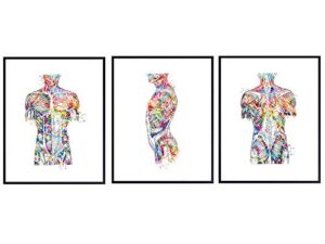 modern human anatomy room decorations - gift for doctor, nurse, physicians assistant, rn - room decor wall art set for medical office, home, apartment, living room - set of 3-8x10