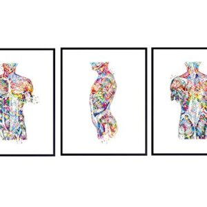 Modern Human Anatomy Room Decorations - Gift for Doctor, Nurse, Physicians Assistant, RN - Room Decor Wall Art Set for Medical Office, Home, Apartment, Living Room - Set of 3-8x10