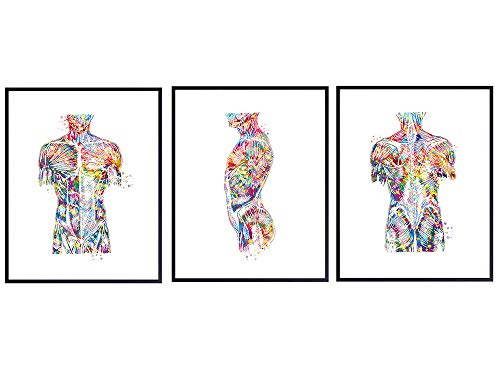 Modern Human Anatomy Room Decorations - Gift for Doctor, Nurse, Physicians Assistant, RN - Room Decor Wall Art Set for Medical Office, Home, Apartment, Living Room - Set of 3-8x10