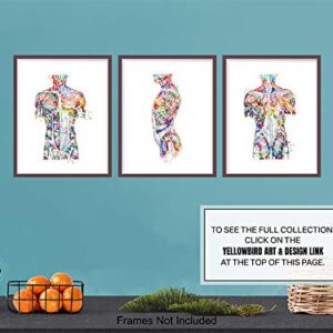 Modern Human Anatomy Room Decorations - Gift for Doctor, Nurse, Physicians Assistant, RN - Room Decor Wall Art Set for Medical Office, Home, Apartment, Living Room - Set of 3-8x10