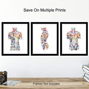 Modern Human Anatomy Room Decorations - Gift for Doctor, Nurse, Physicians Assistant, RN - Room Decor Wall Art Set for Medical Office, Home, Apartment, Living Room - Set of 3-8x10