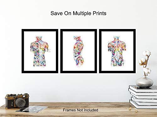 Modern Human Anatomy Room Decorations - Gift for Doctor, Nurse, Physicians Assistant, RN - Room Decor Wall Art Set for Medical Office, Home, Apartment, Living Room - Set of 3-8x10