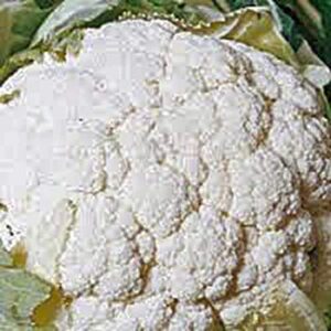 cauliflower seed, snowball y, heirloom, non gmo, 25 seeds, large, delicious and healthy