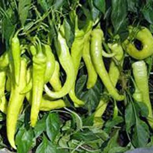 Pepper, Sweet Banana, Heirloom, 25 Seeds, MILD Sweet Great in Salads