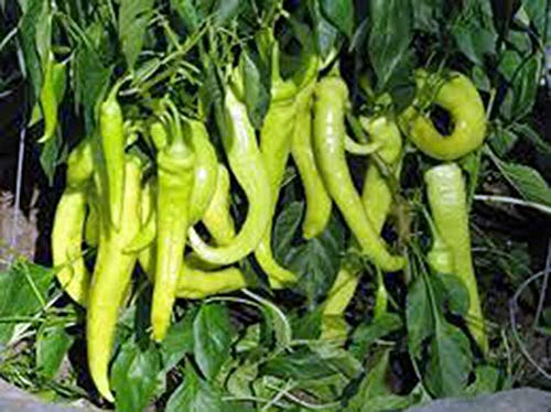 Pepper, Sweet Banana, Heirloom, 25 Seeds, MILD Sweet Great in Salads