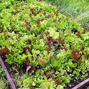 This is a Mix!!! 2000+ Seeds Microgreens Mix 40 Varieties - About 1 oz. - Superfood Seeds Heirloom Non-GMO Delicious Easy to Grow! from USA Fresh and Tested Seeds!