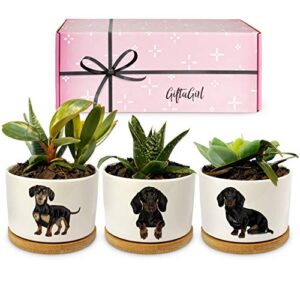 giftagirl dachshund gifts for women - pretty weiner dog gifts for women, decor perfect for any occasion, our planter pots are cute daschund wiener gifts for women and arrive beautifully gift boxed