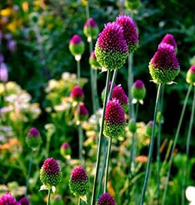 25 allium drumstick bulbs for planting - exotic blooming onion - beautiful spring flowers
