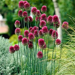 25 Allium Drumstick Bulbs for Planting - Exotic Blooming Onion - Beautiful Spring Flowers