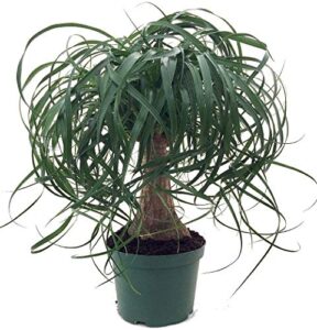 jmbamboo guatemalan red ponytail palm - beaucarnea - 6" pot - easy to grow - live plant