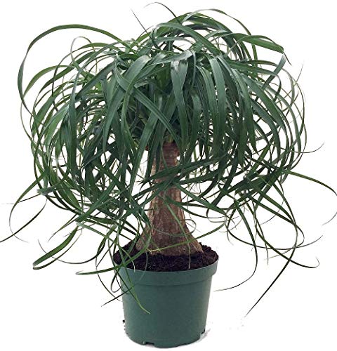 Jmbamboo Guatemalan Red Ponytail Palm - Beaucarnea - 6" Pot - Easy to Grow - Live Plant