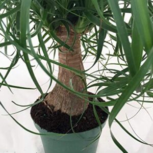 Jmbamboo Guatemalan Red Ponytail Palm - Beaucarnea - 6" Pot - Easy to Grow - Live Plant