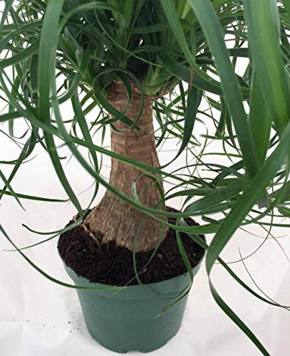 Jmbamboo Guatemalan Red Ponytail Palm - Beaucarnea - 6" Pot - Easy to Grow - Live Plant