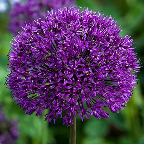 2 Dark Purple Allium Bulbs - Great for Container Grow, Bonsai - Blooming Onion, Perennial Garden Flower - Fall Bulbs That Make Giant Round Purple Flowers