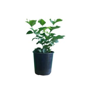 american plant exchange sambac jasmine - fragrant white blooms, evergreen foliage, ideal for gardens and indoor aromatherapy