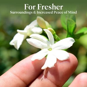 American Plant Exchange Sambac Jasmine - Fragrant White Blooms, Evergreen Foliage, Ideal for Gardens and Indoor Aromatherapy