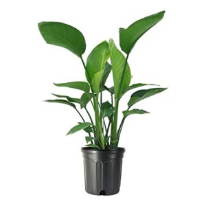 american plant exchange live white bird of paradise plant with flowers, plant pot for home and garden decor, 10" pot