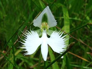 rare flower japanese radiata seeds white dove orchids seeds 100pcs