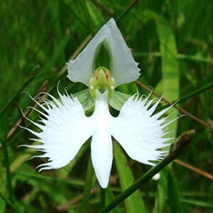 Rare Flower Japanese Radiata Seeds White Dove Orchids Seeds 100Pcs